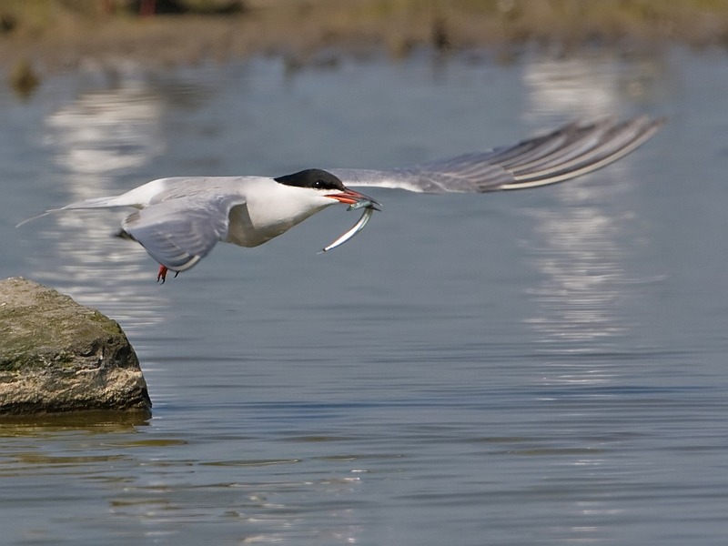 Sterna hirundo Common Tern Visdief